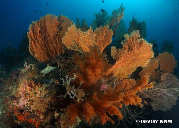 accompagnement photo et vidéo sous marine à Nosy Be